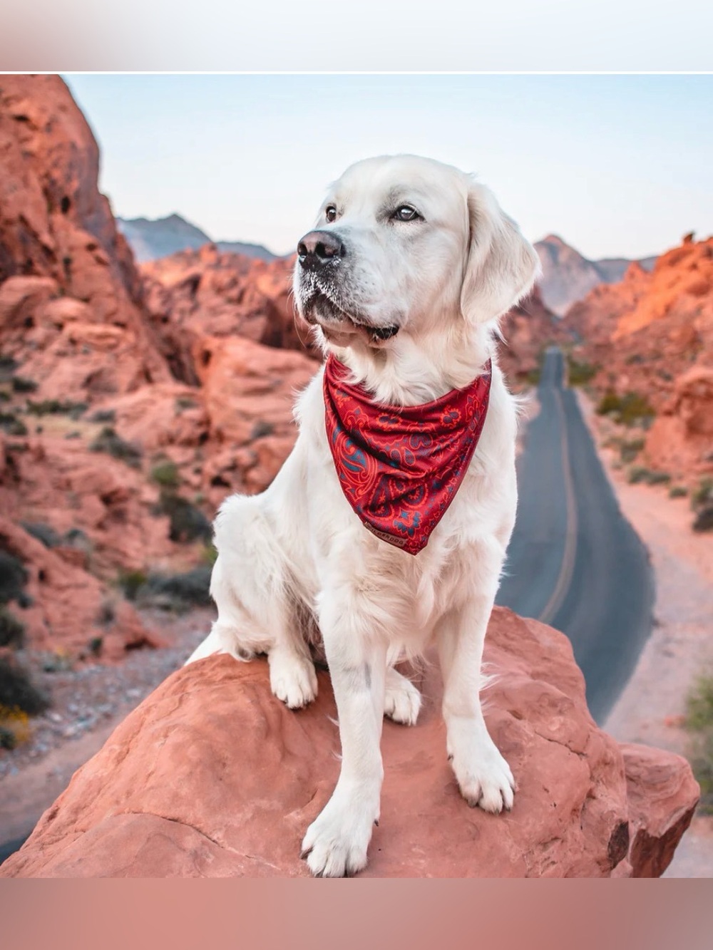 Brand New! Wilderdog Cooling Dog Bandana - Rodeo